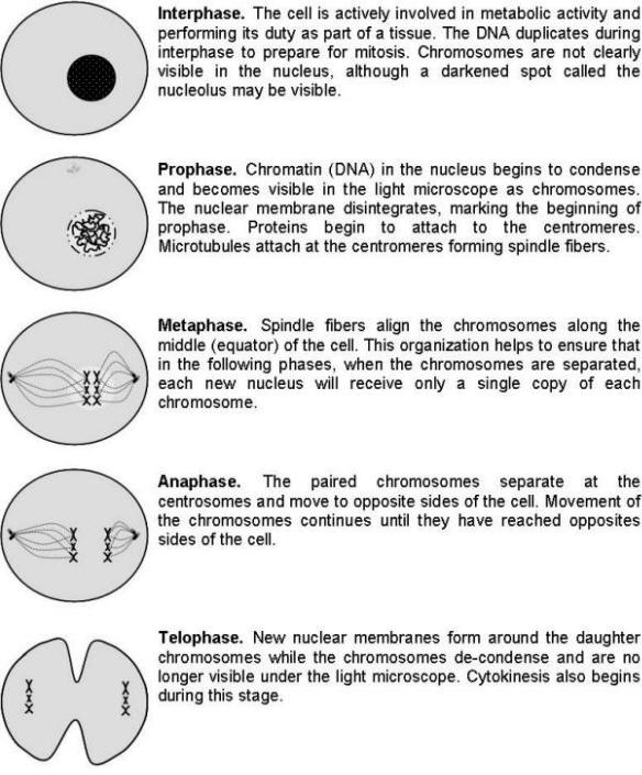 Onion Root Tip Mitosis Lab Answers Biology Pdf